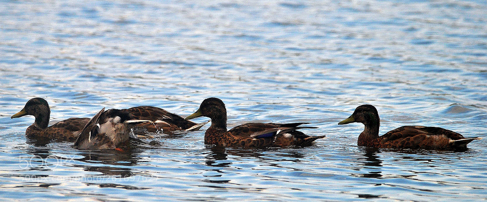 Nikon D3000 sample photo. Theres  always  ome photography