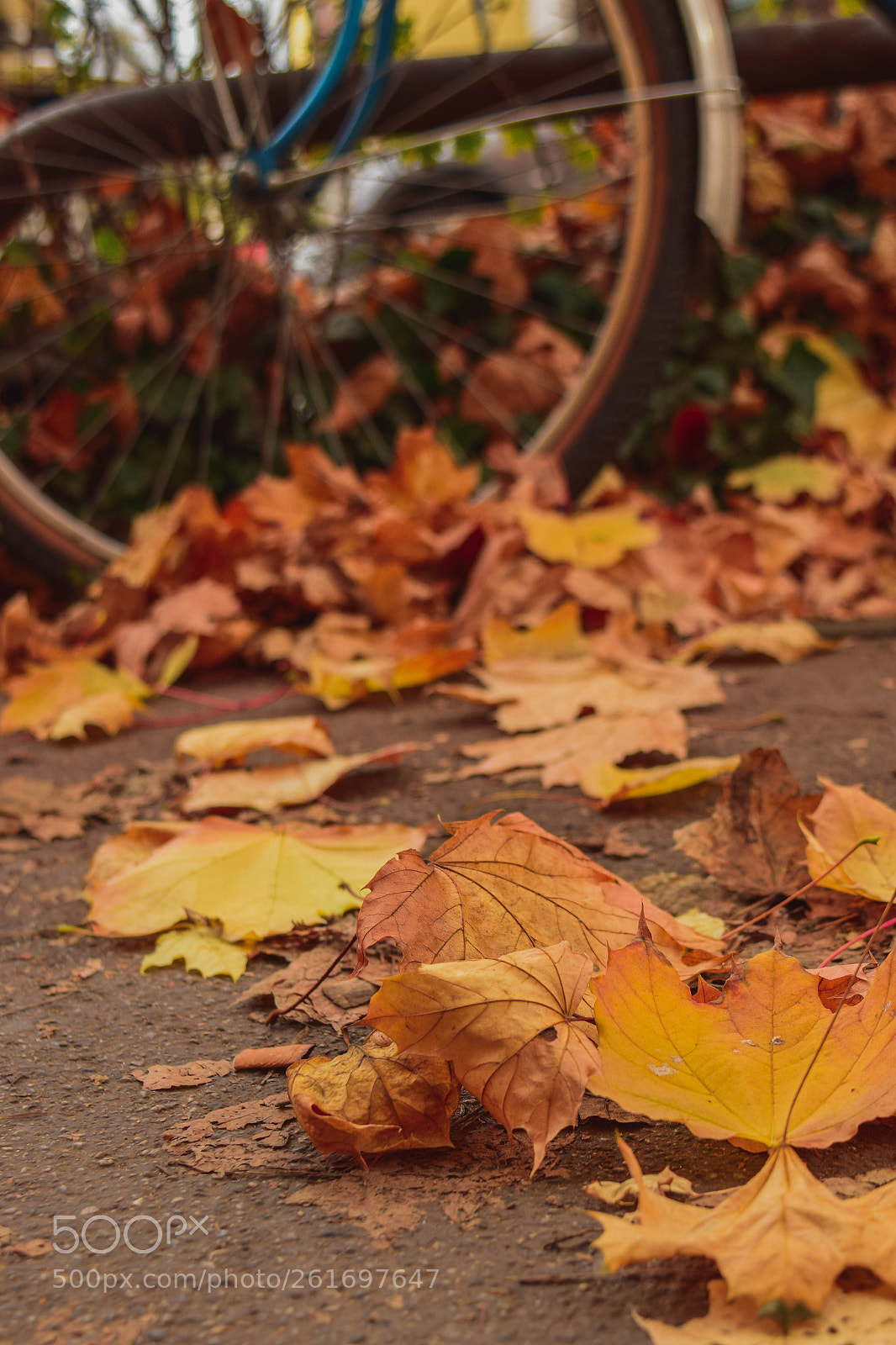 Nikon D3300 sample photo. " november " photography