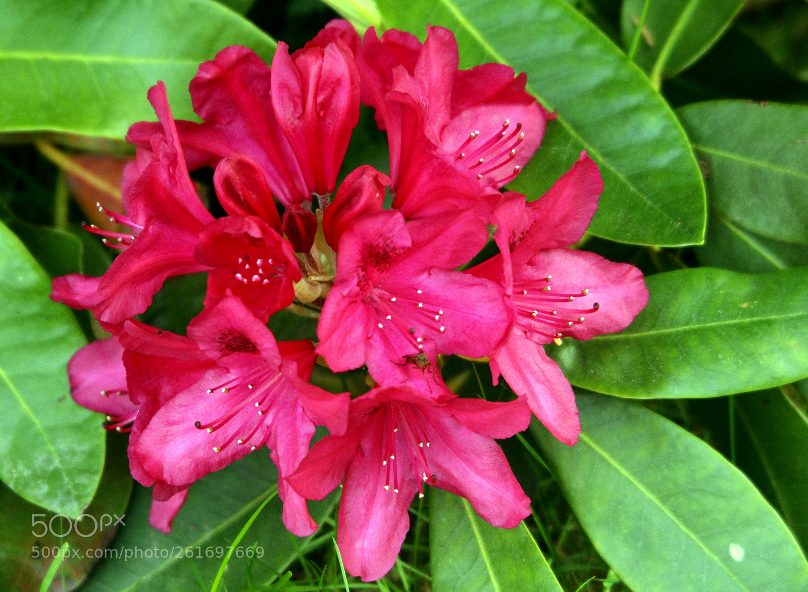 Canon EOS 700D (EOS Rebel T5i / EOS Kiss X7i) sample photo. Red and green photography