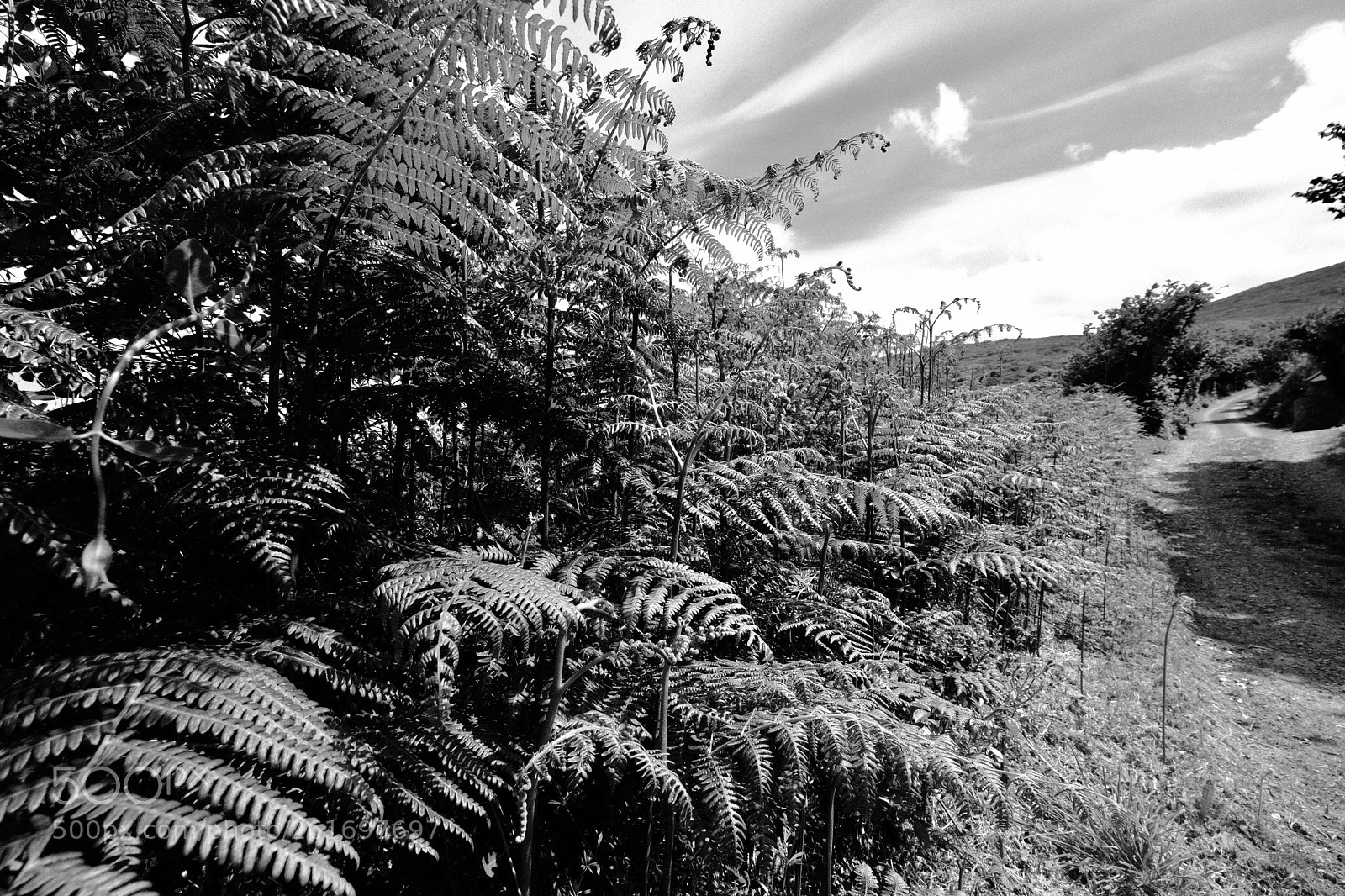 Fujifilm X-T2 sample photo. The essence of fern photography