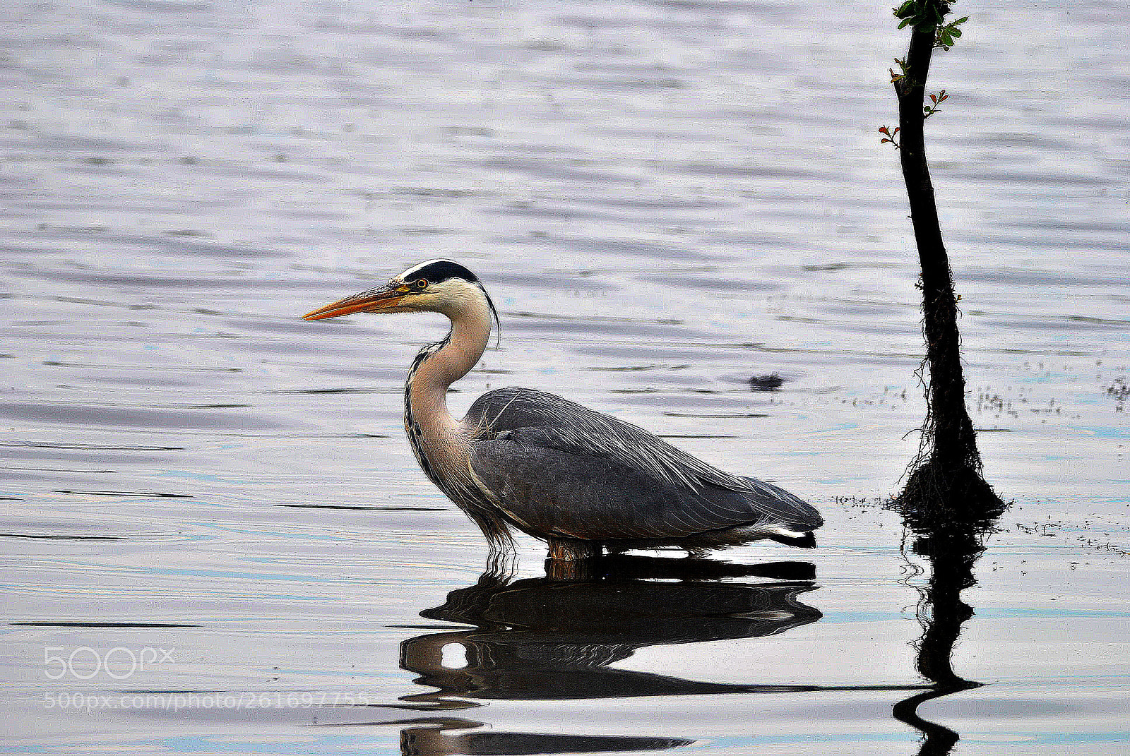 Nikon D3000 sample photo. Sentry  post photography