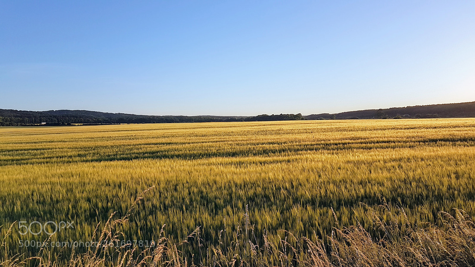 Samsung Galaxy S7 Edge sample photo. Fields of gold photography