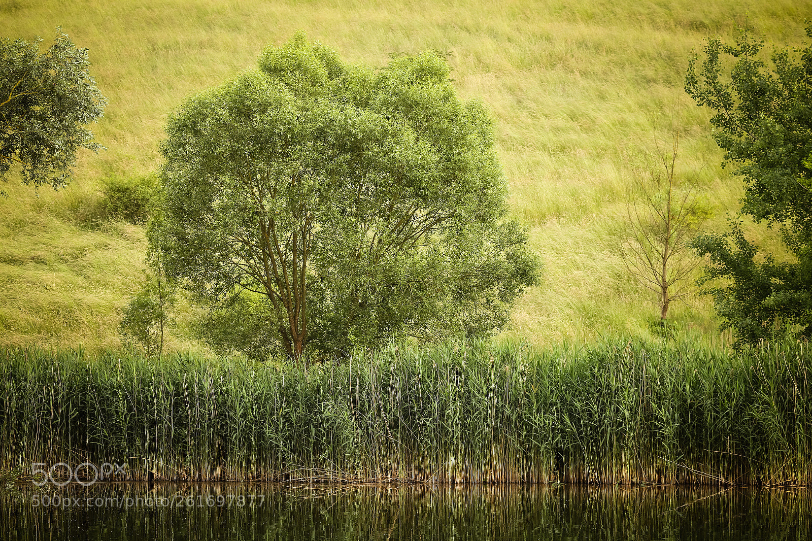 Canon EOS 6D sample photo. The green tree photography
