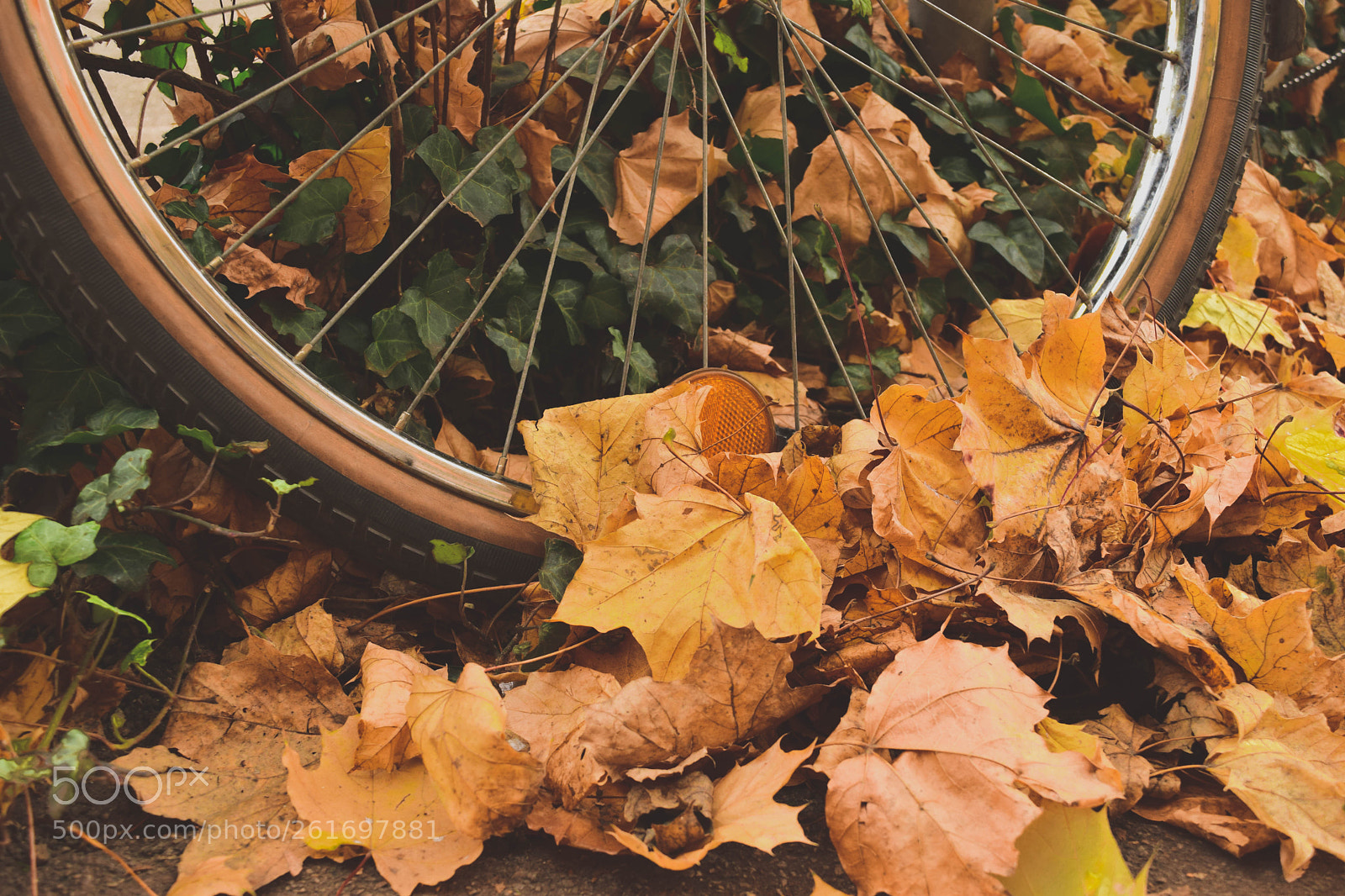 Nikon D3300 sample photo. "  golden path " photography