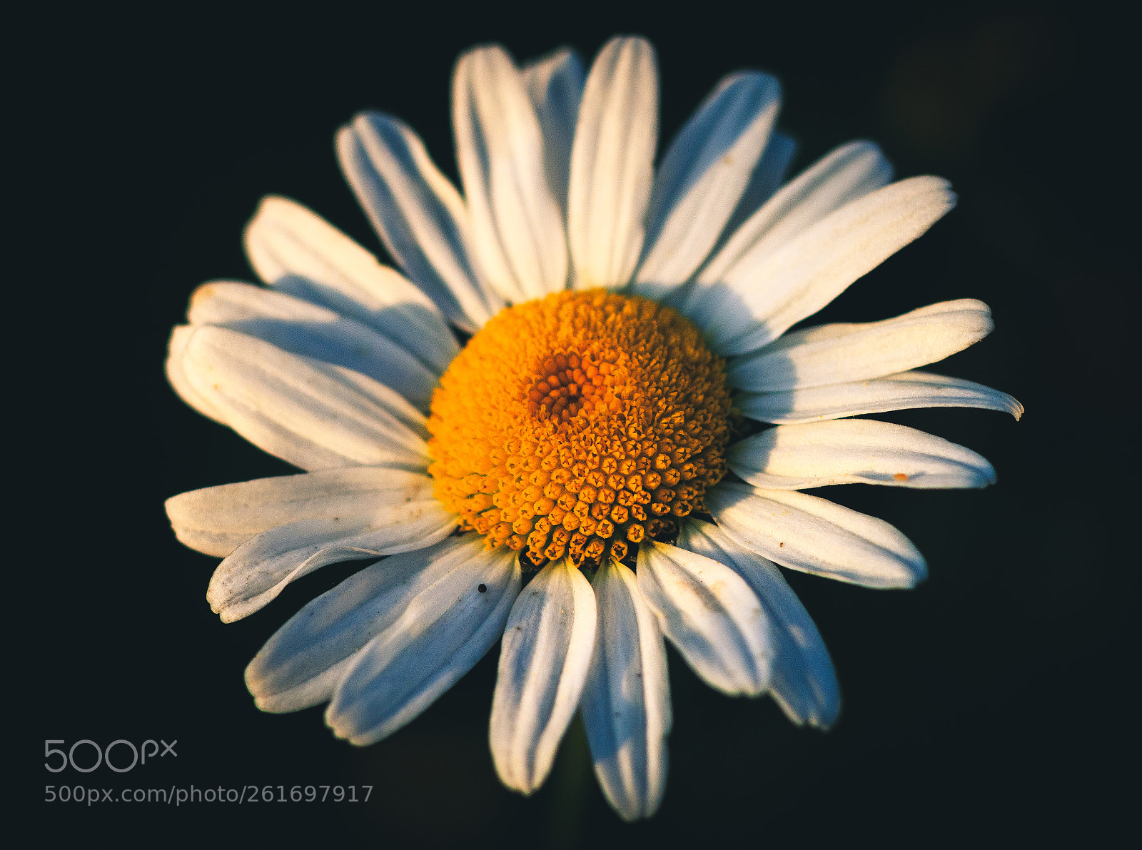 Canon EOS 70D sample photo. Rising sun photography