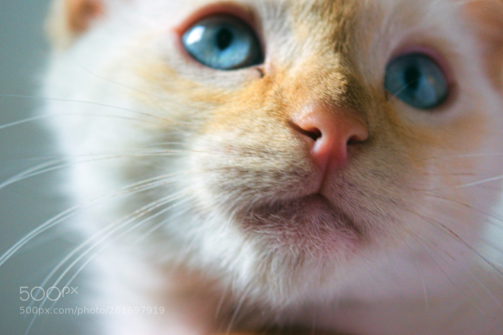 Nikon D3300 sample photo. Zeus! photography