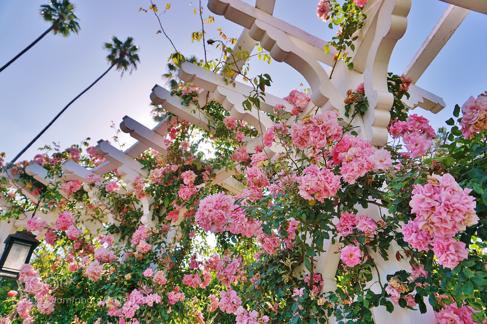 Sony a5100 sample photo. Pretty in pink photography
