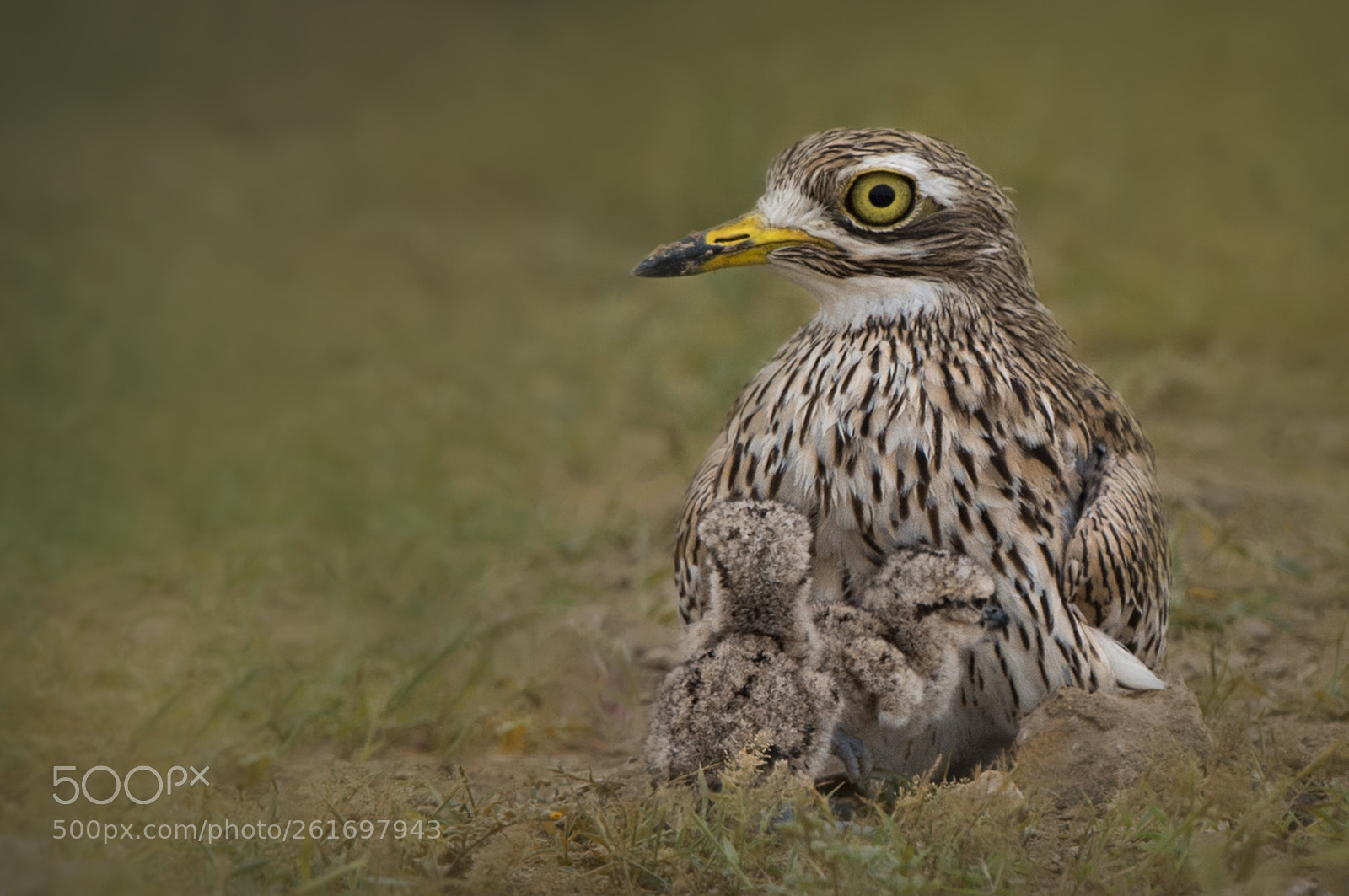 Nikon D4S sample photo. Spotted thick knee photography