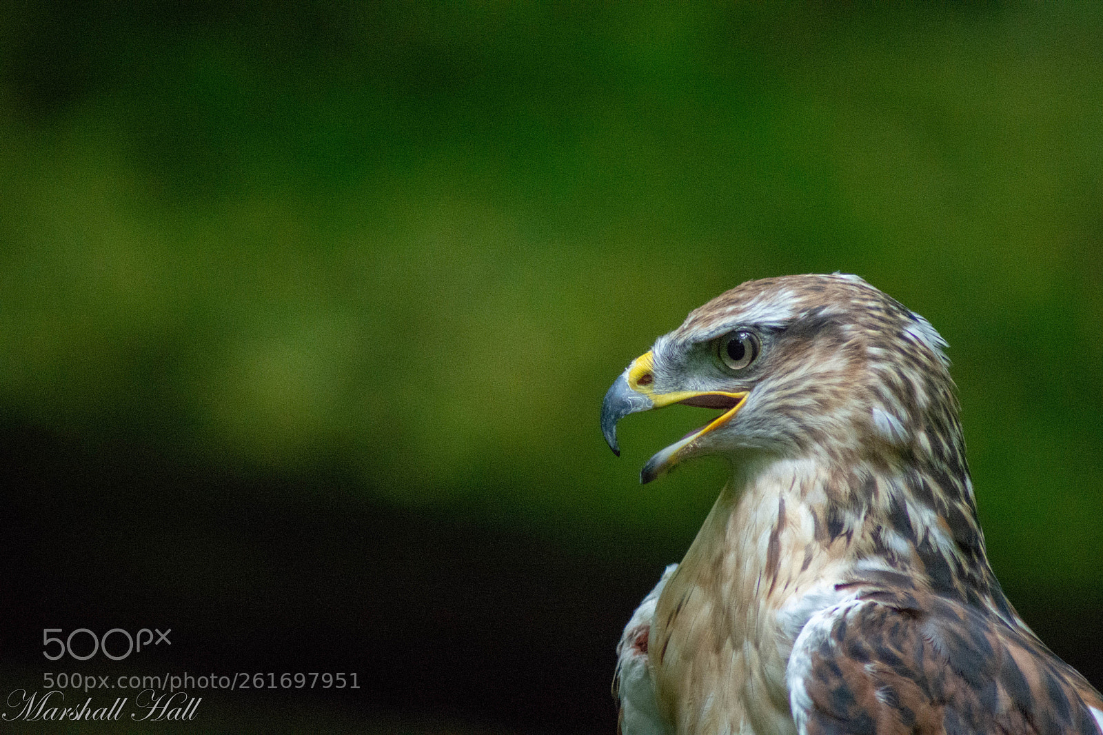 Nikon D7200 sample photo. Ferruginous hawk photography