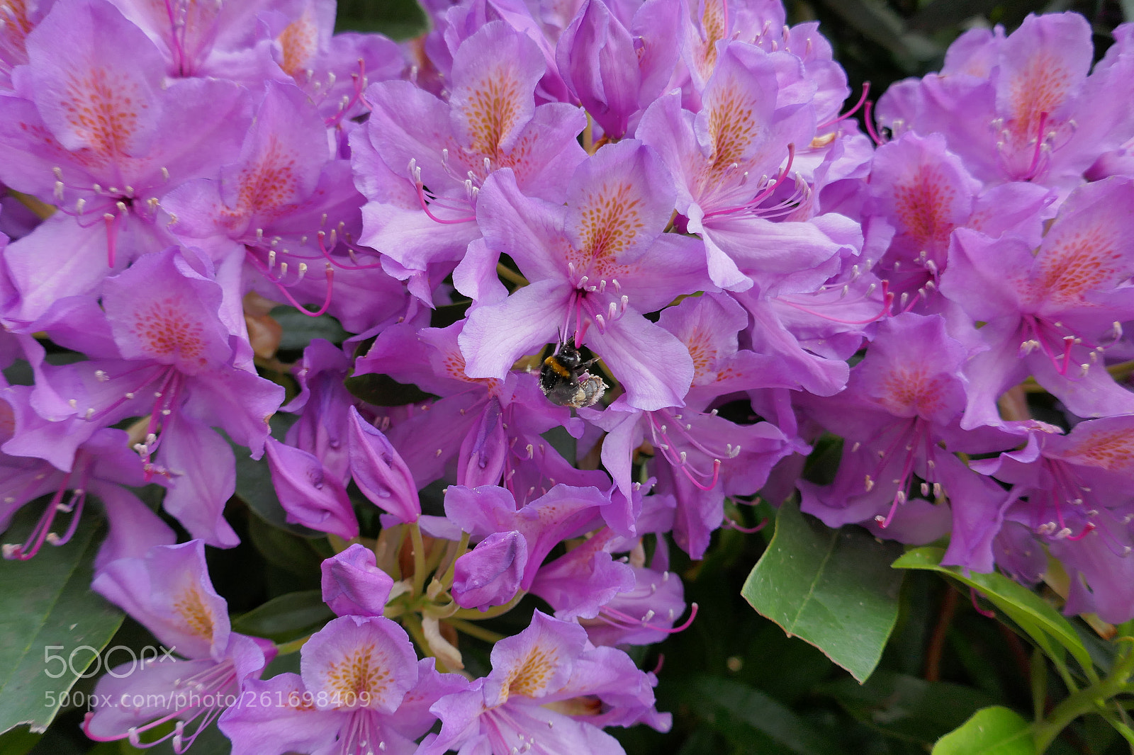 Panasonic Lumix DMC-ZS100 (Lumix DMC-TZ100) sample photo. Pollinating bee photography