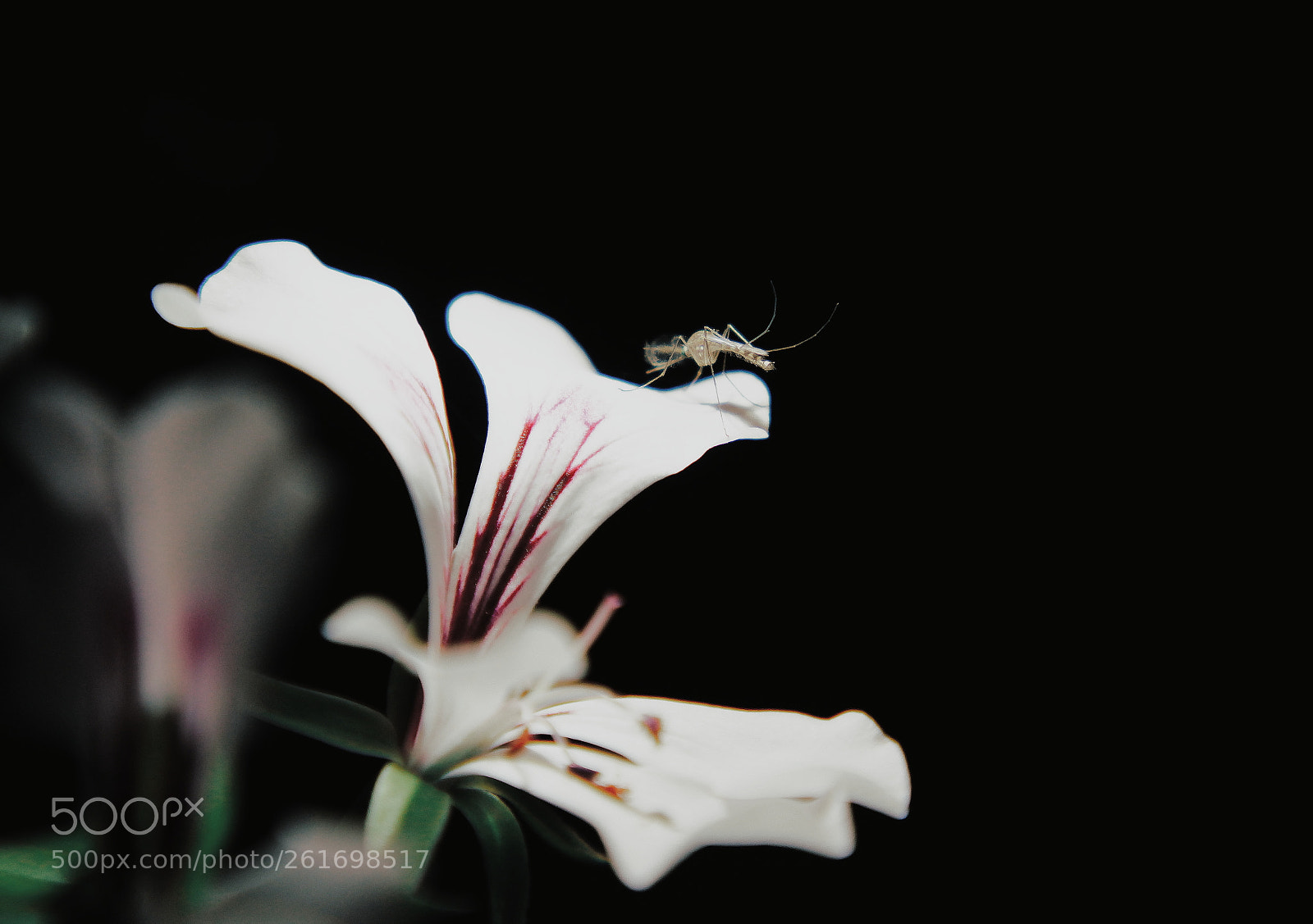 YI TECHNOLOGY M1 sample photo. Untitled photography