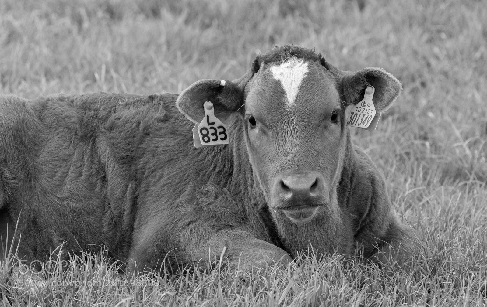 Nikon D3300 sample photo. Calf in monochrome photography