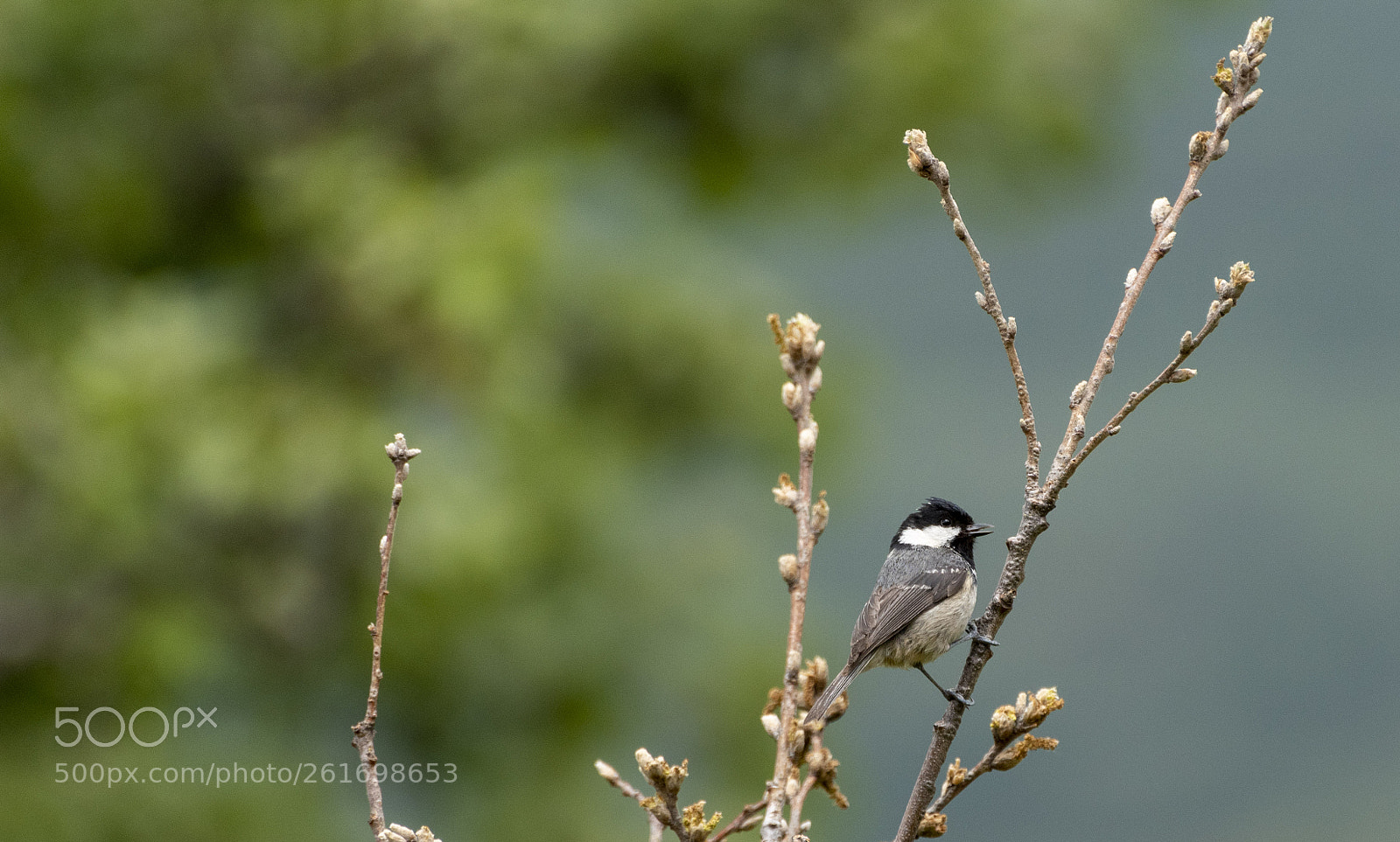 Nikon D5500 sample photo. Carbonero garrapinos en el photography