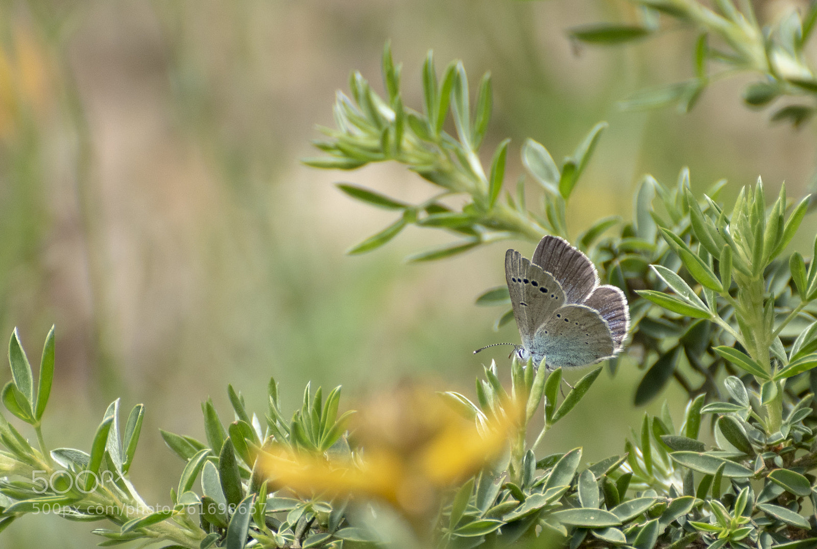 Nikon D5500 sample photo. Black-eyed blue en el photography