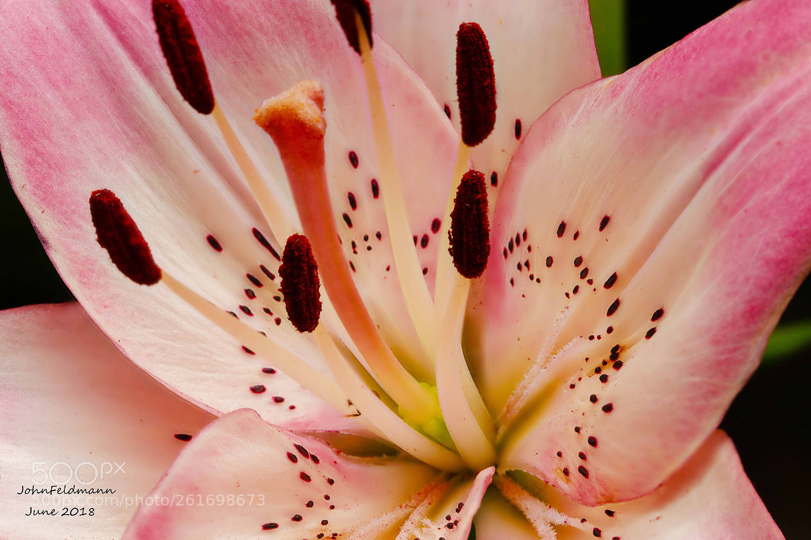 Canon EOS 70D sample photo. Asiatic lily photography