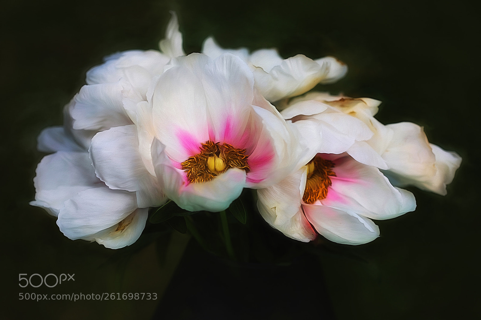 Canon EOS 5D Mark IV sample photo. Peony flowers photography