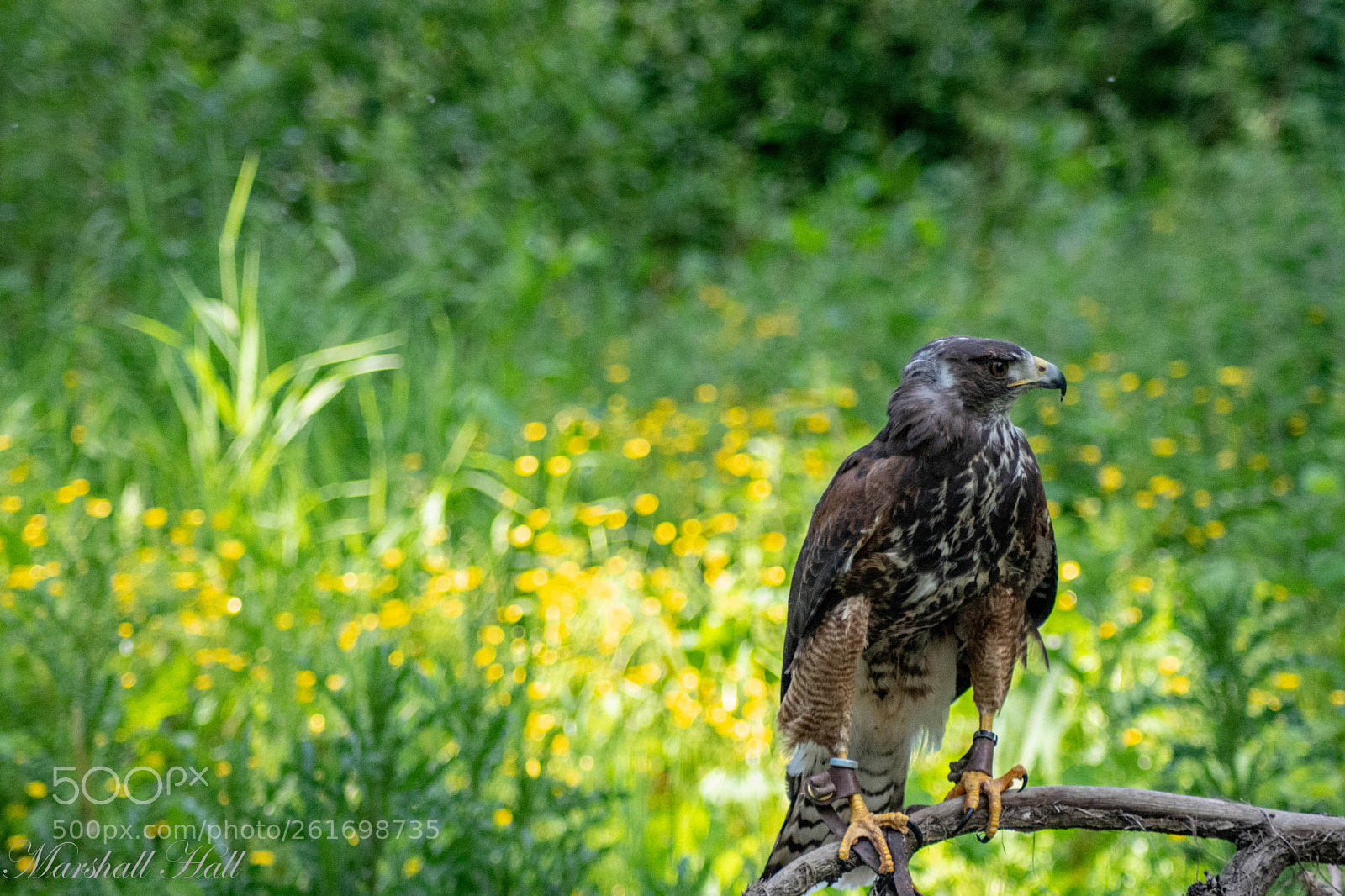 Nikon D7200 sample photo. Harris hawk x red photography