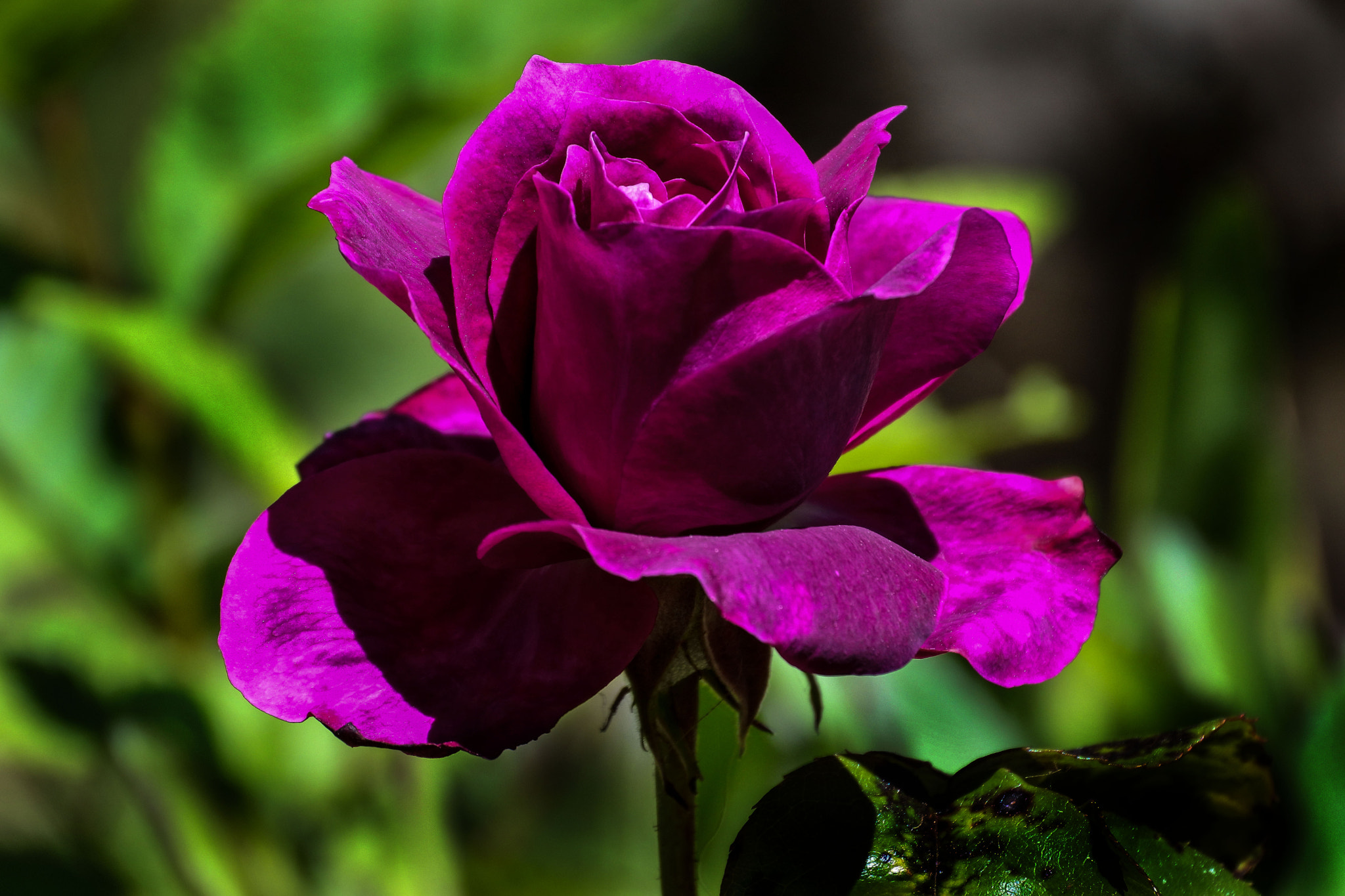 Nikon 1 J5 sample photo. A rose by any other name photography