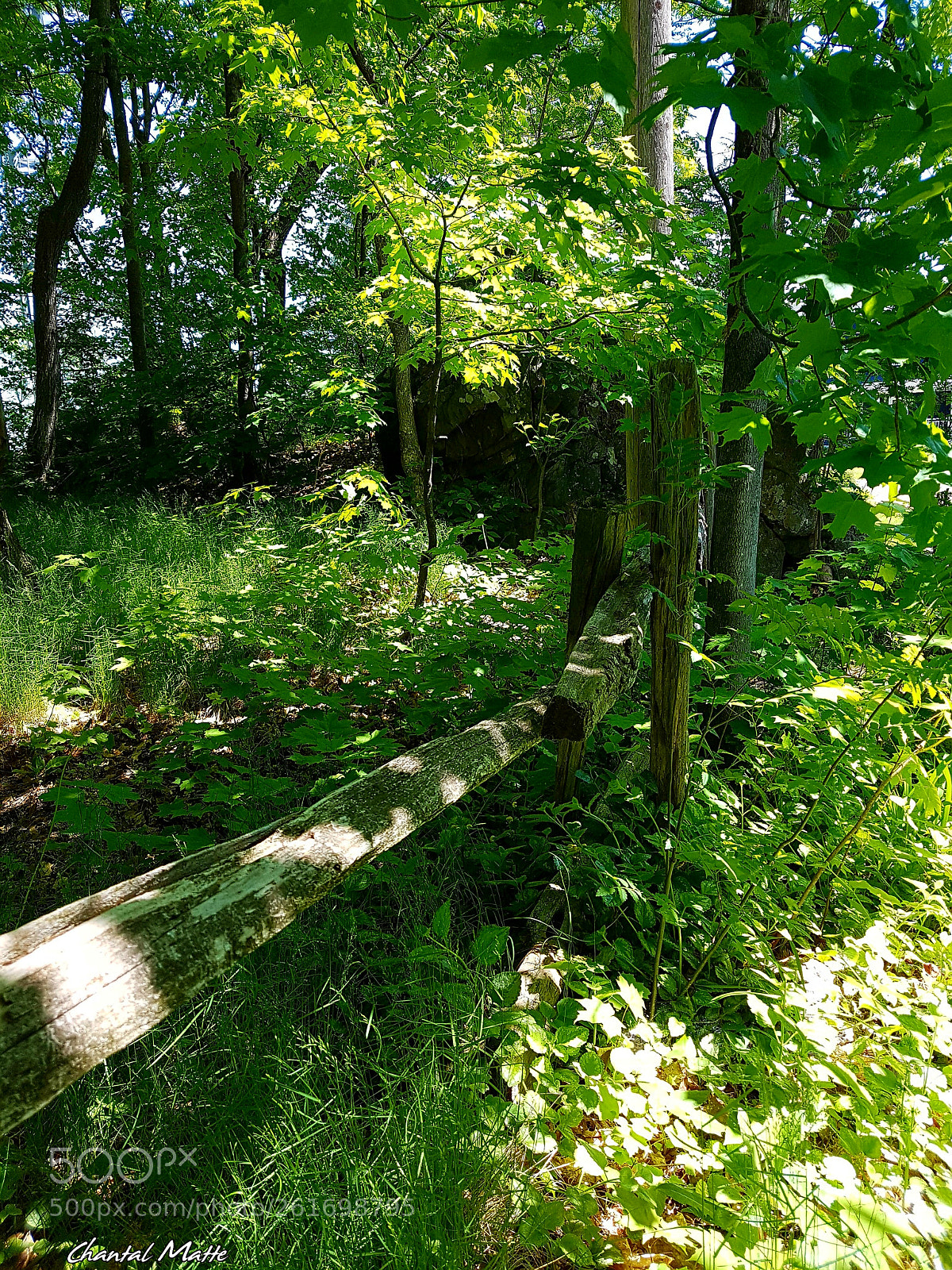 Samsung Galaxy S7 sample photo. Light in the wooded photography