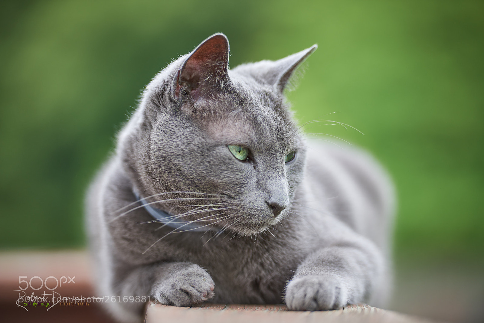 Nikon D800 sample photo. Kazimir- the russian blue photography