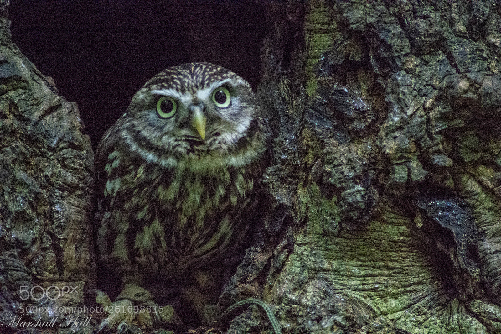 Nikon D7200 sample photo. Little owl photography