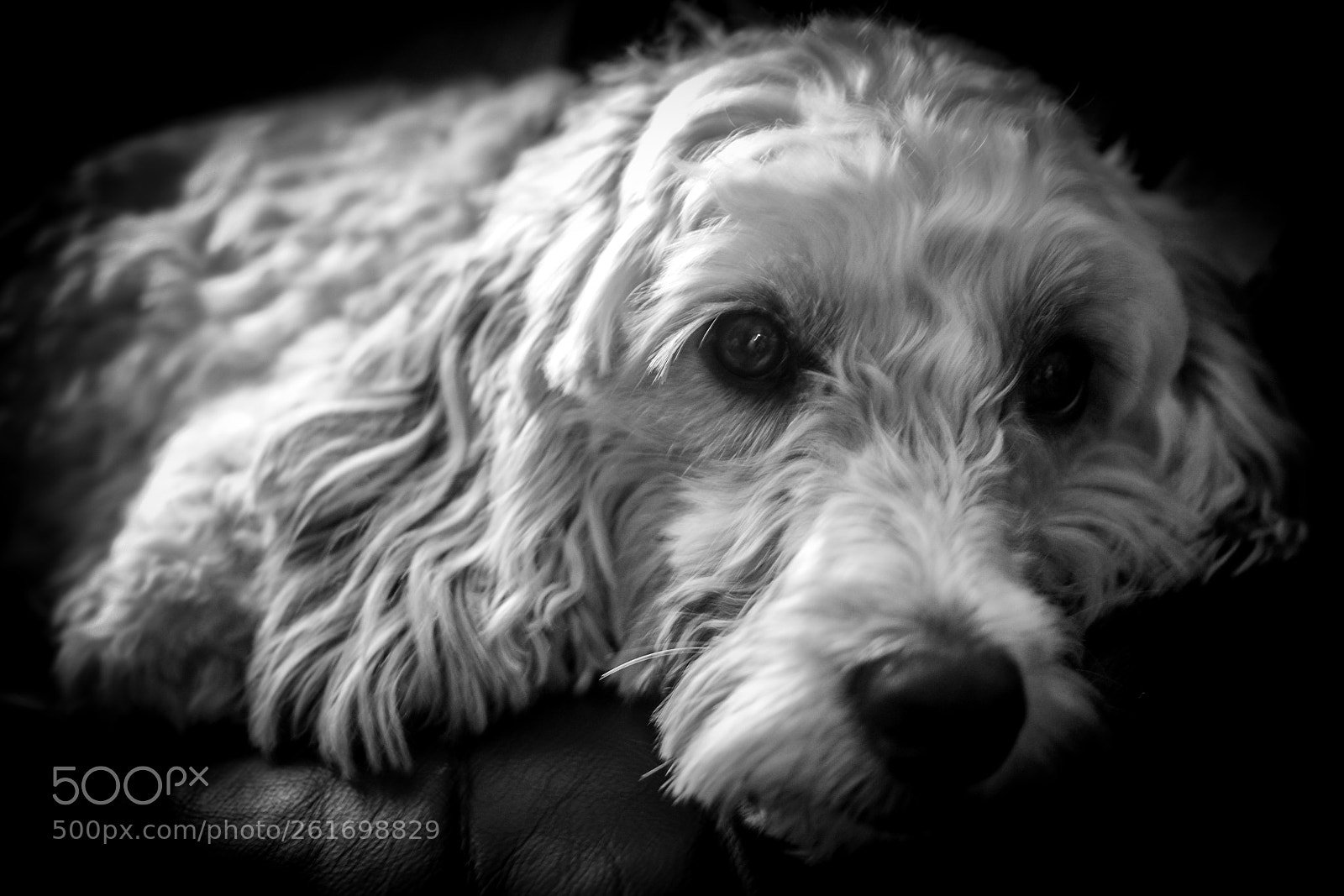 Nikon D3100 sample photo. Coco the cockapoo photography