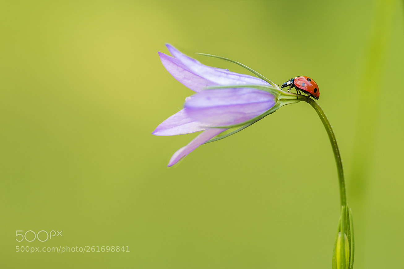 Nikon D610 sample photo. Coccinellidae photography