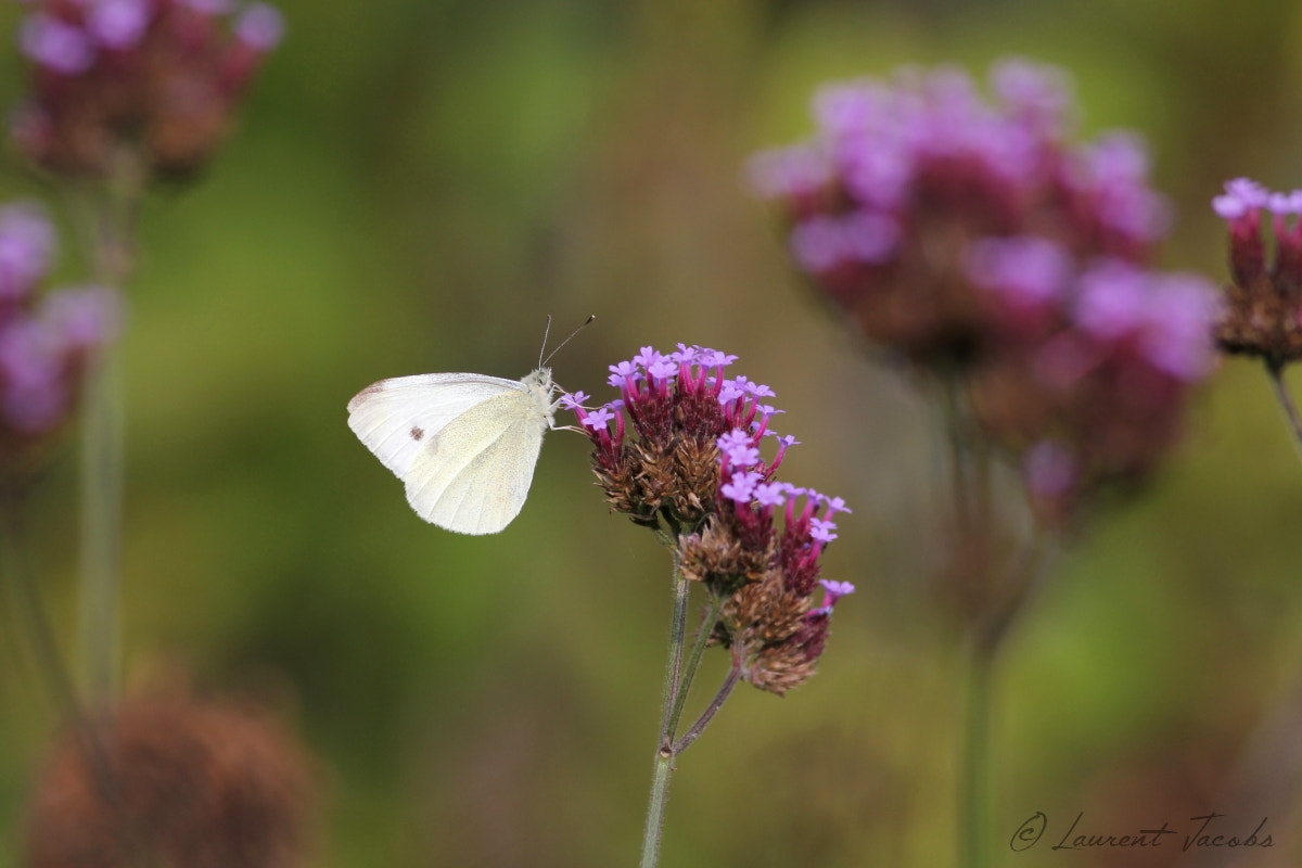 Canon EOS 60D sample photo. Un petit air d'argentine photography