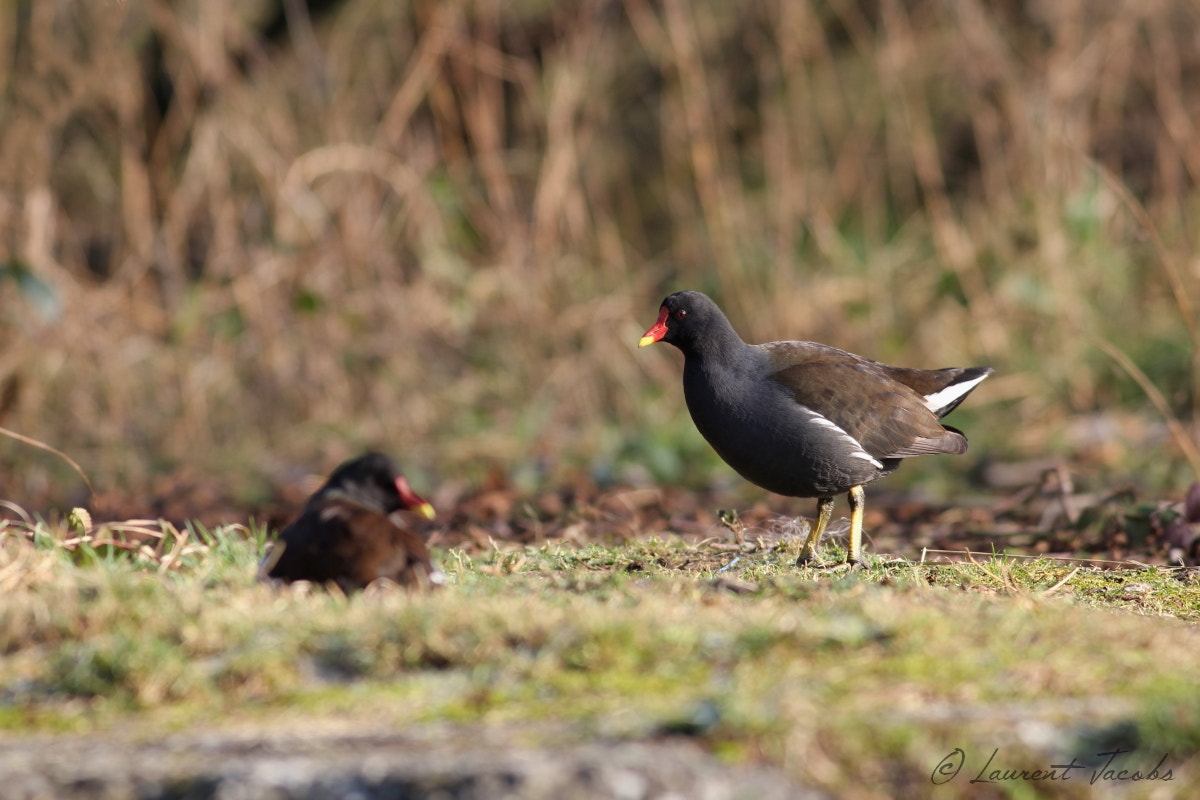 Canon EF 400mm F5.6L USM sample photo. Je veille photography