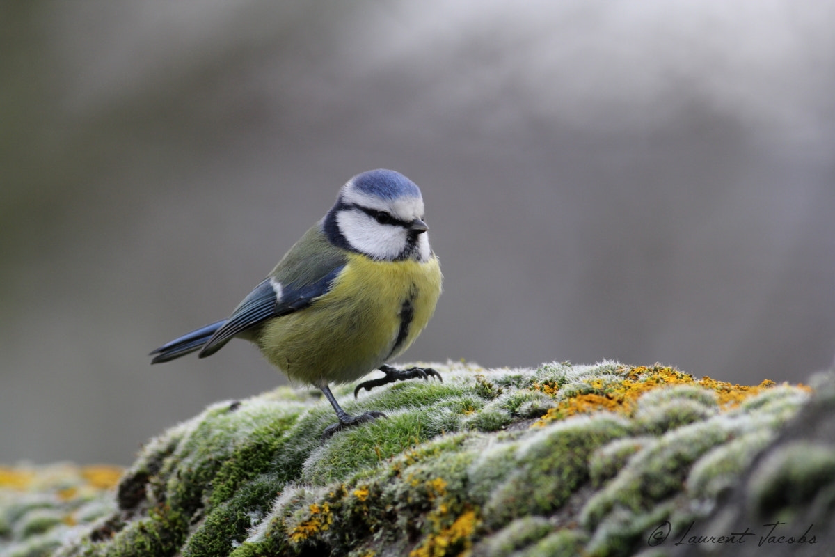 Canon EF 400mm F5.6L USM sample photo. La belle bleue photography