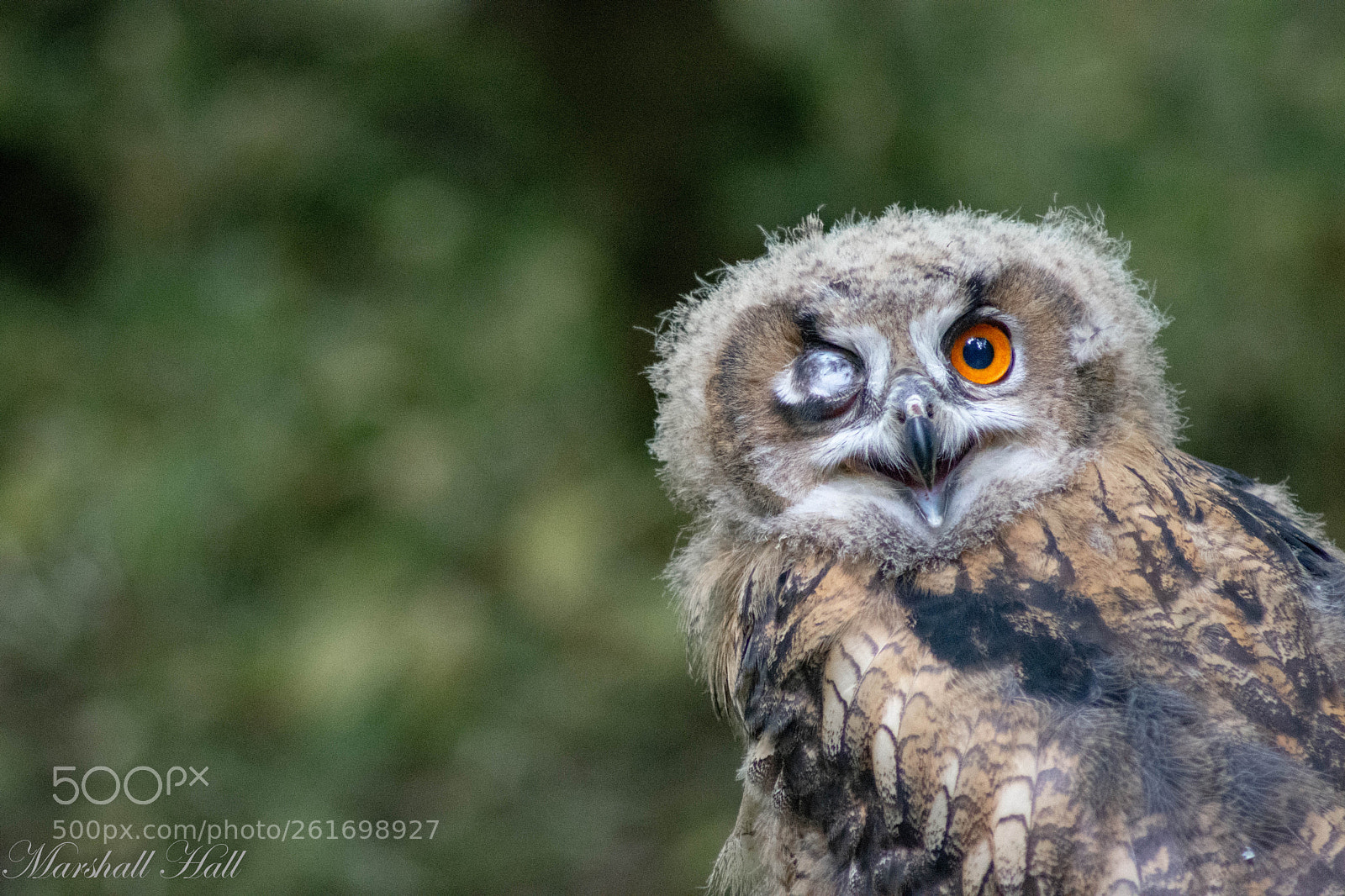 Nikon D7200 sample photo. Young eagle owl wink photography