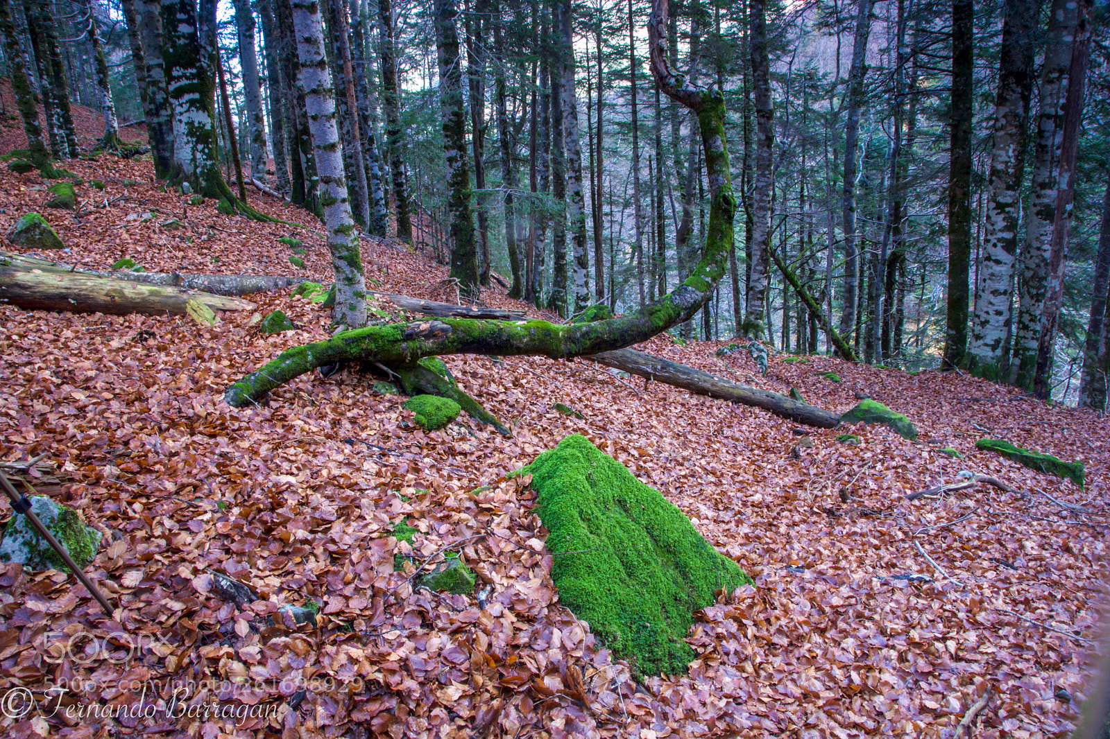 Nikon D7100 sample photo. Irati bosque photography