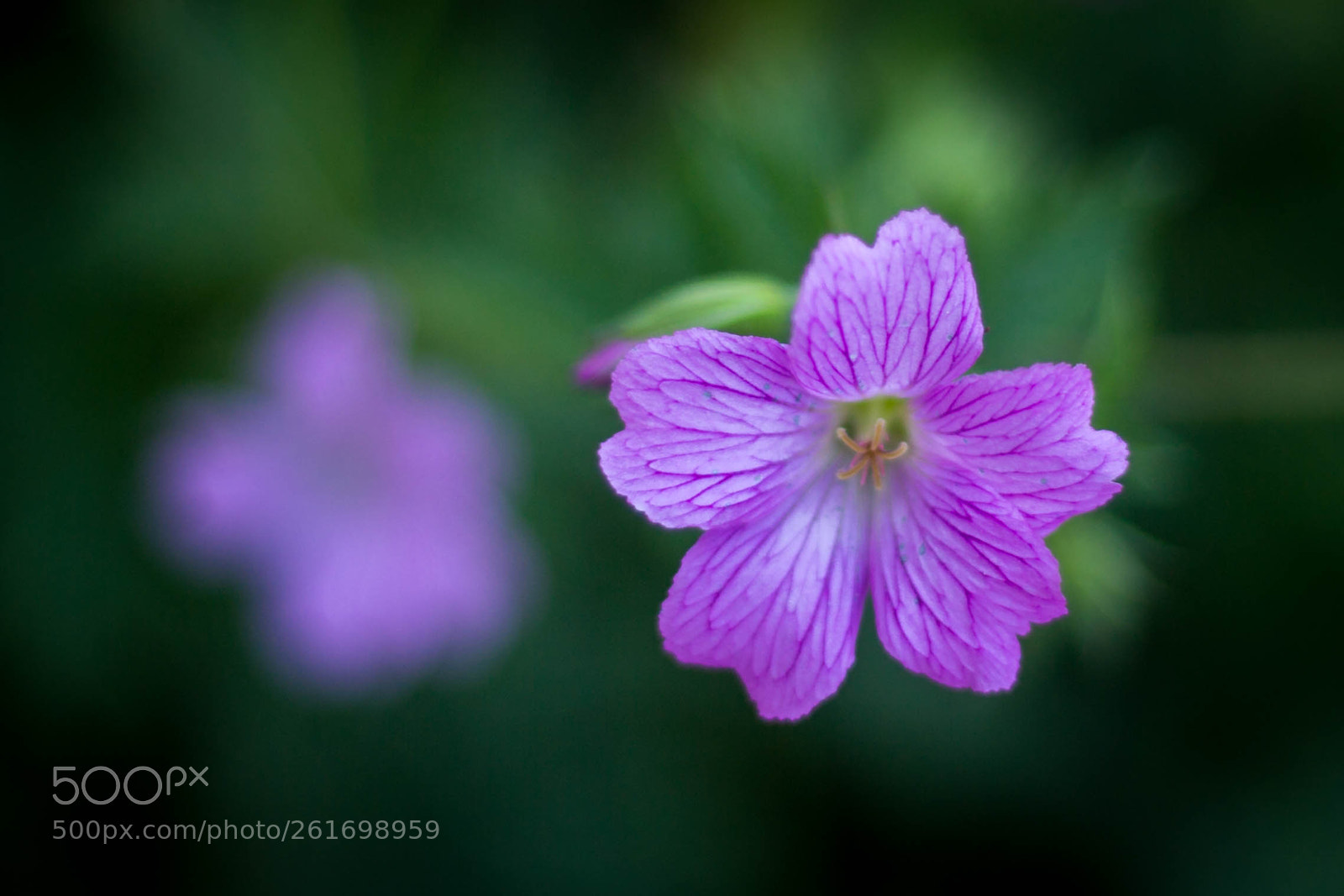 Canon EOS 6D sample photo. Tiny photography