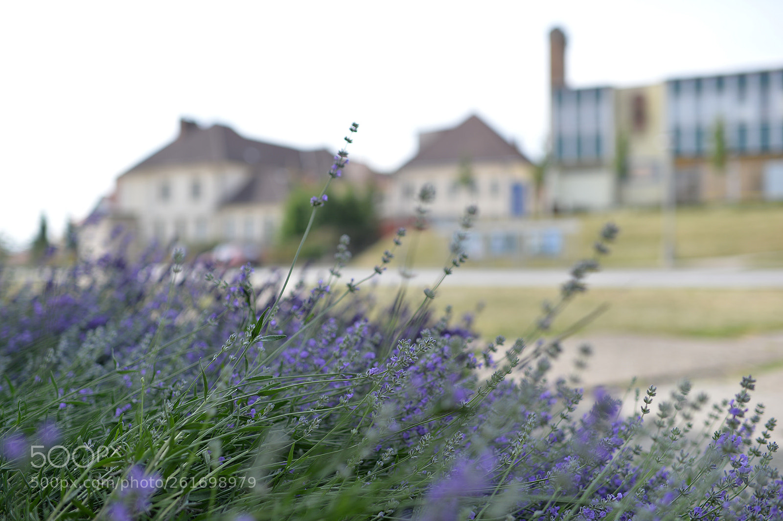 Nikon Df sample photo. Lavender photography