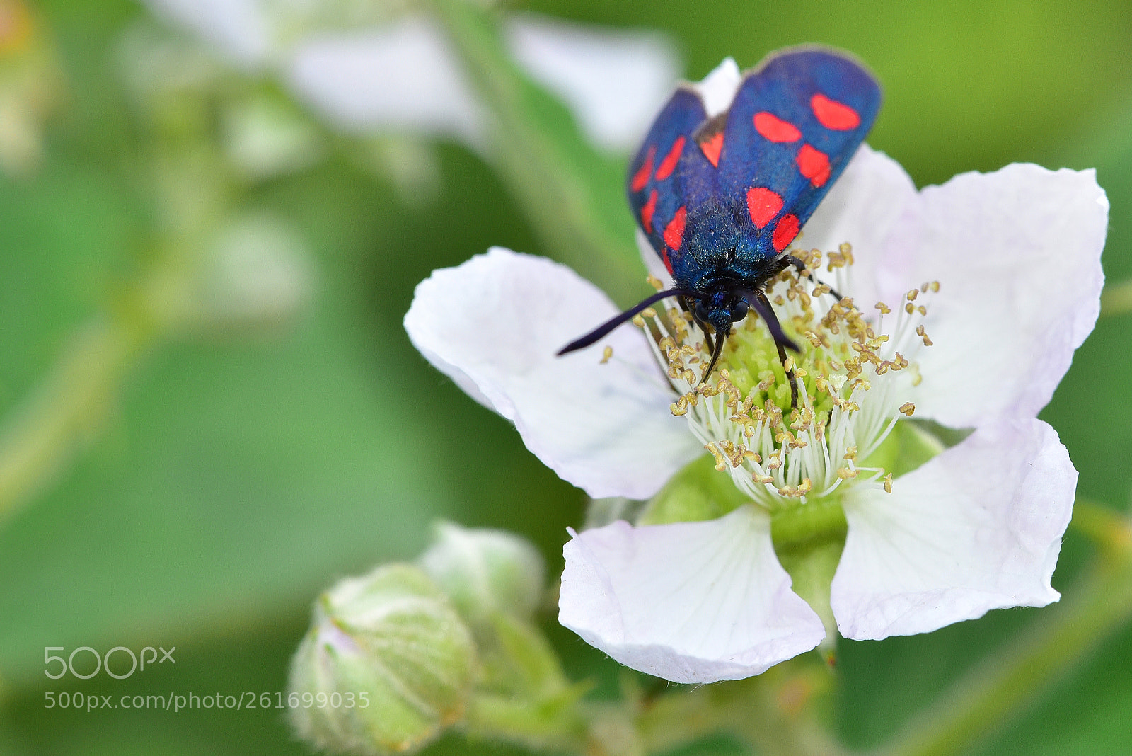 Nikon D750 sample photo. Butterfly collecting nectar photography