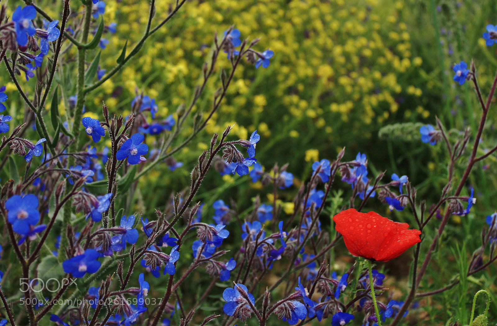 Canon EOS 1100D (EOS Rebel T3 / EOS Kiss X50) sample photo. Rojo , amarillo photography