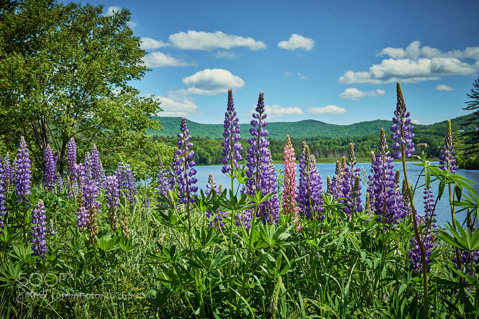 Nikon D800 sample photo. Sugar hill, nh lupine photography
