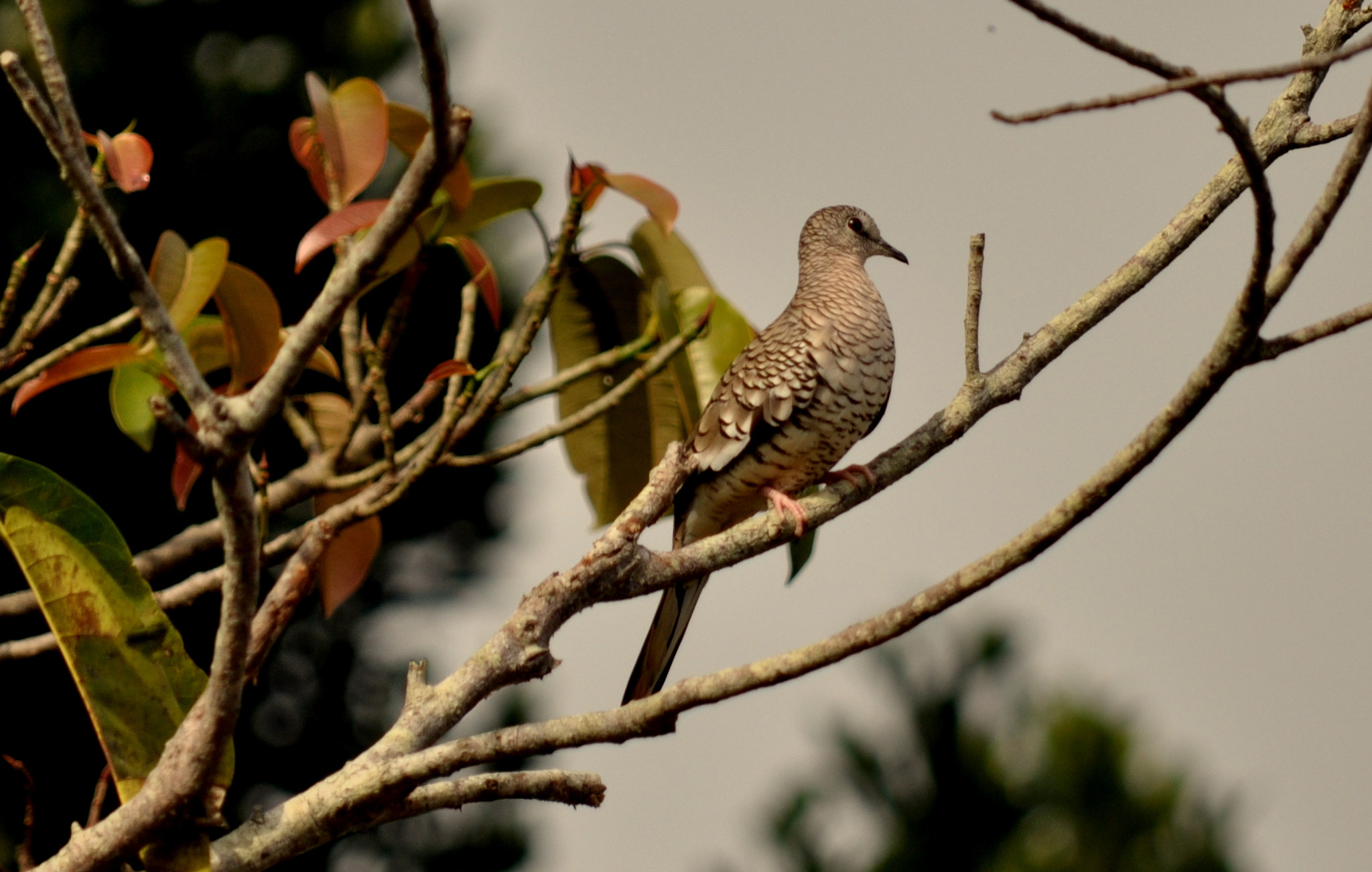 Nikon D5000 sample photo. Fogo-apagou (columbina squammata) photography