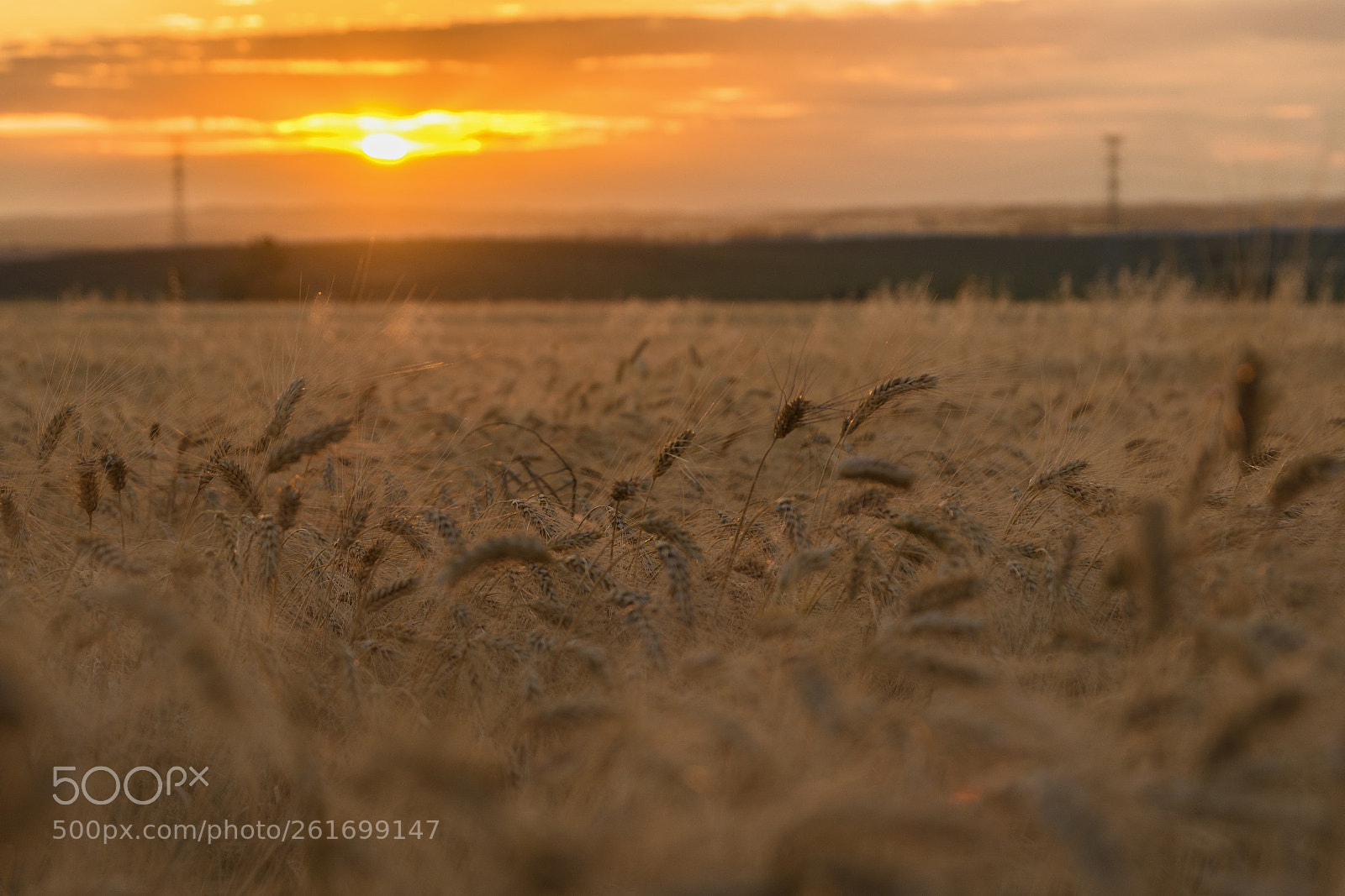 Nikon D7500 sample photo. Sunset wheat photography