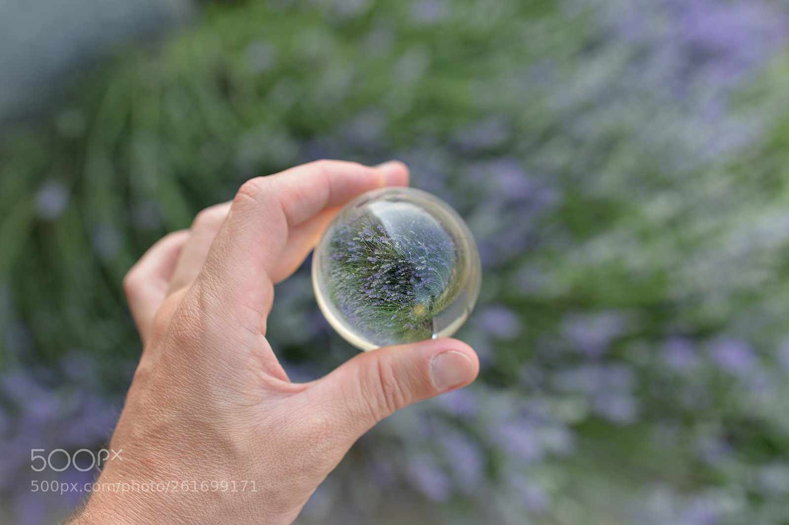 Nikon Df sample photo. Levander jewel photography