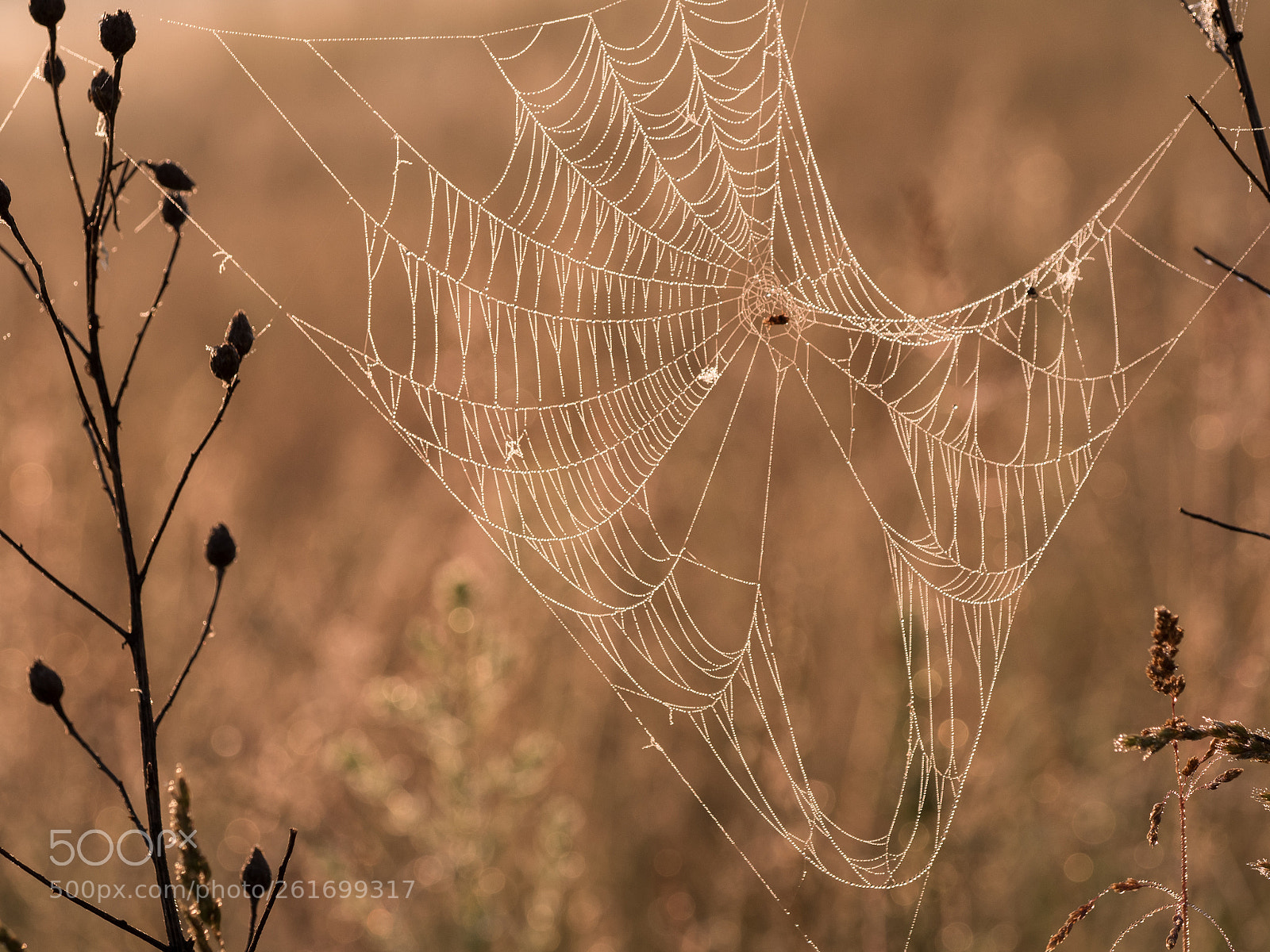 Olympus OM-D E-M5 II sample photo. My golden trap photography