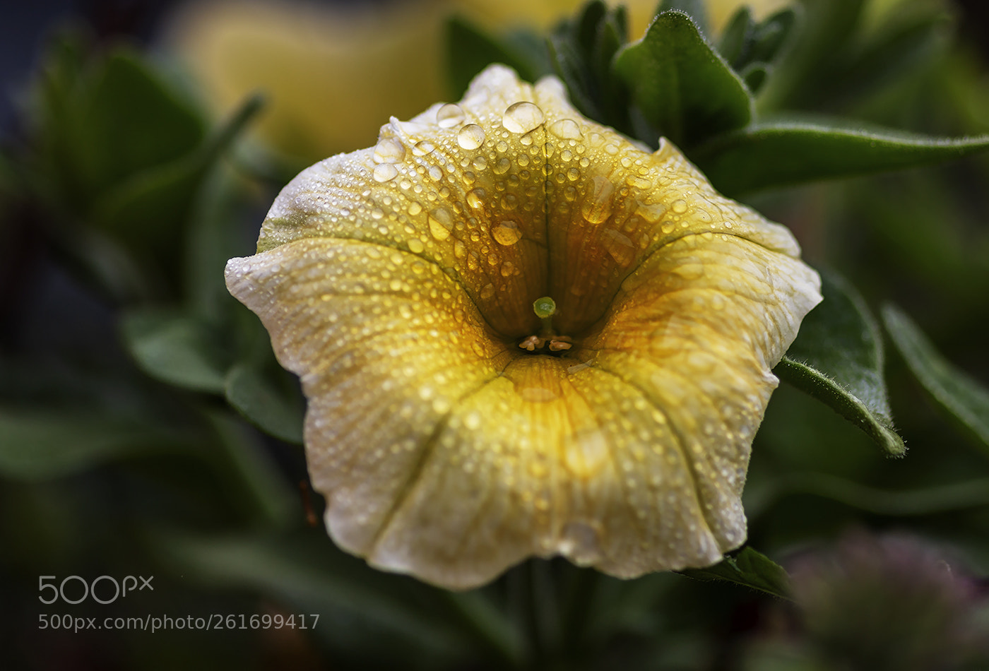Canon EOS 70D sample photo. Flower photography
