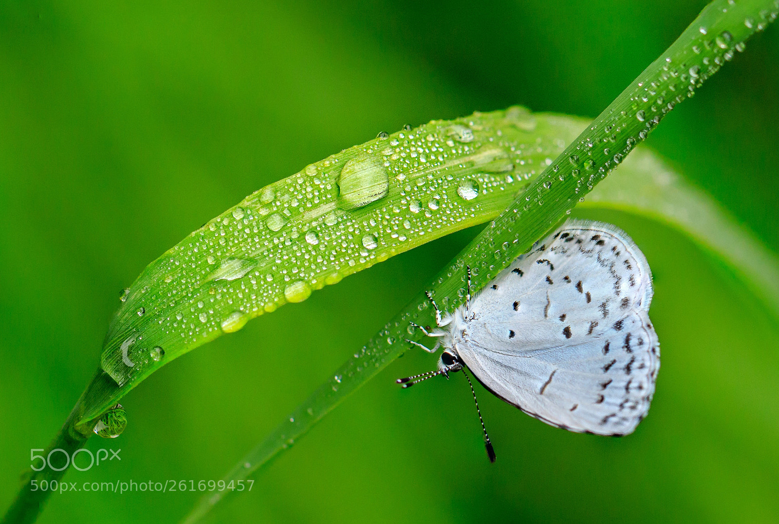 Canon EOS 7D Mark II sample photo. A dewy morning  photography