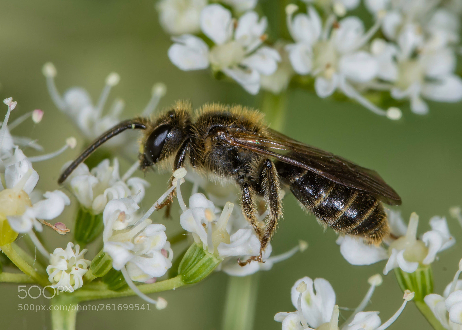 Nikon D7200 sample photo. Bee on white photography
