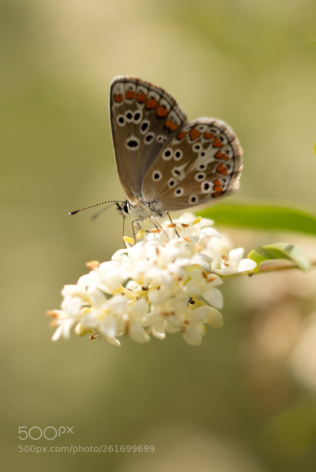 Canon EOS 60D sample photo. Butterfly photography