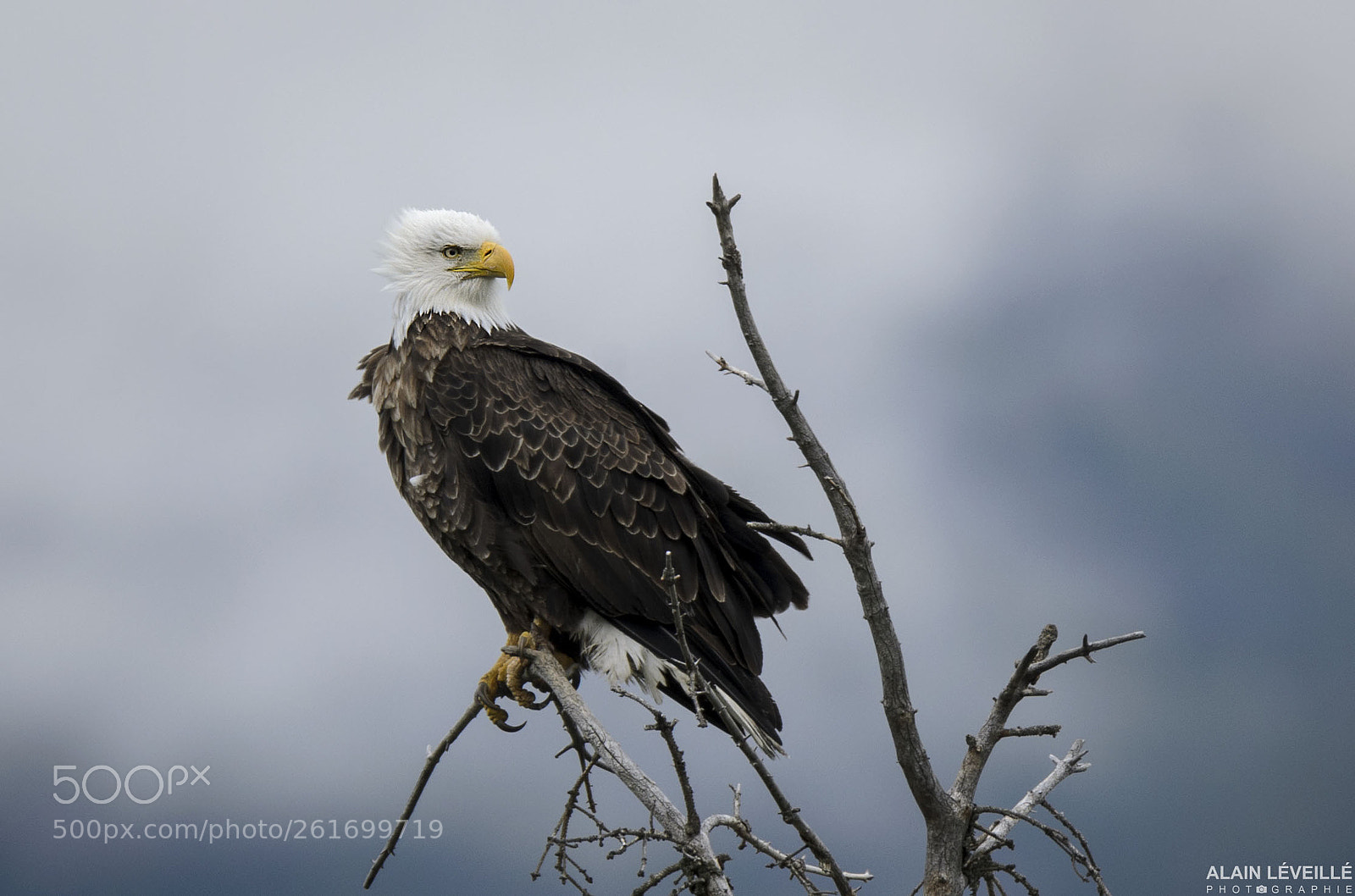 Nikon D7000 sample photo. Bald eagle on a photography