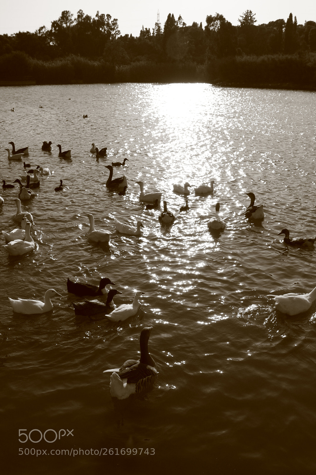 Canon EOS 1000D (EOS Digital Rebel XS / EOS Kiss F) sample photo. Ducks photography
