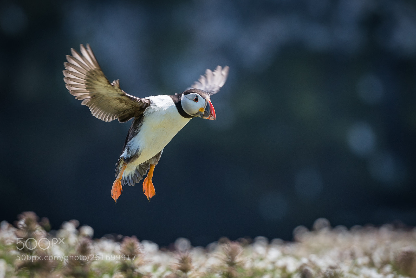 Nikon D750 sample photo. Puffin photography