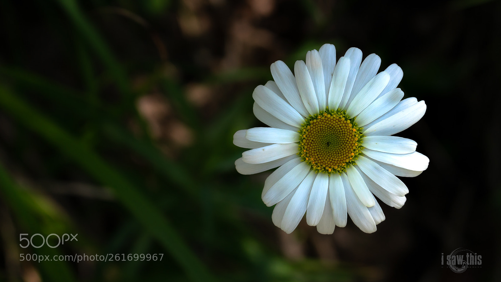 Sony a7 II sample photo. A simple white flower photography