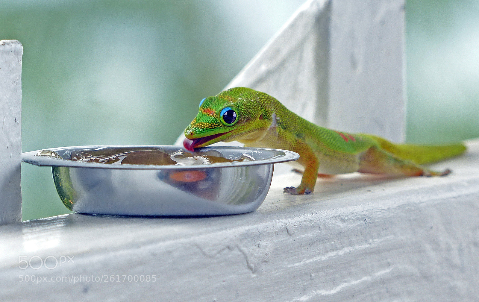 Panasonic Lumix DMC-FZ200 sample photo. Gold dust day gecko photography